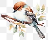 PNG Watercolor sparrow sleeping animal branch bird.
