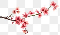 PNG Cherry blossom branch flower plant petal.