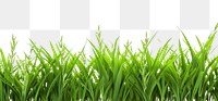 PNG Rice plant border backgrounds grass green.