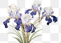 PNG White iris vintage flower blossom plant white background.