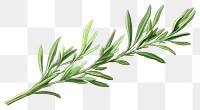 PNG Tarragon herb herbs plant leaf.