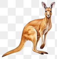 PNG Kangaroo wallaby mammal animal.