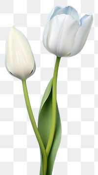 PNG Tulip flower plant white.