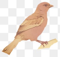 PNG Bird shape ripped paper sparrow animal white background.
