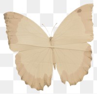 PNG Butterfly shape ripped paper animal insect white.