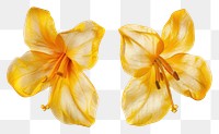 PNG Flower earrings petal plant lily.
