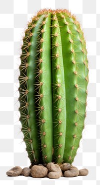 PNG Photo of desert cactus plant white background freshness.