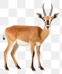 PNG Antelope looking confused wildlife animal mammal.