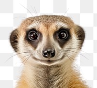 PNG Confused meerkat wildlife animal mammal.