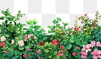 PNG  Flower bushes backgrounds outdoors nature.