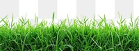 PNG Real grass borders backgrounds plant green.