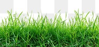 PNG Real grass borders backgrounds plant green.