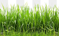 PNG Fresh green tall grass backgrounds outdoors nature.