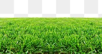 PNG Fresh green grass backgrounds outdoors nature.