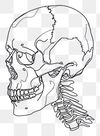 PNG A human skull drawing sketch illustrated.