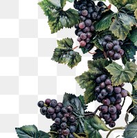 PNG Photo of a grapes vine backgrounds fruit.