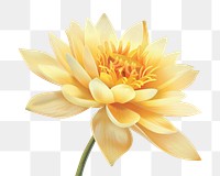 PNG Lotus flower dahlia yellow.