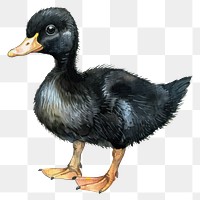 PNG Duckling animal black bird.