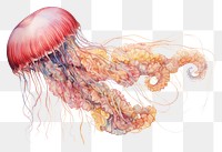 PNG A jellyfish full body animal invertebrate cephalopod.