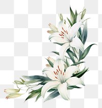PNG Lily botanical frame flower plant white