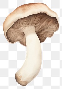 Mushroom fungus agaricaceae matsutake.