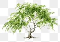 PNG Background willow tree sketch plant leaf.