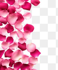 PNG Rose petals backgrounds flower plant.