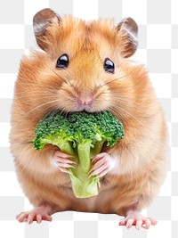 PNG Vegetable broccoli hamster rodent.