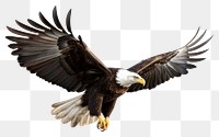 PNG Animal flying bird beak.
