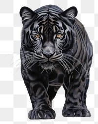 PNG Black Tiger tiger wildlife animal.