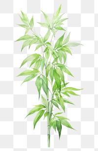 PNG Chinese bamboo plant leaf freshness.