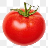 PNG Tomato tomato vegetable plant