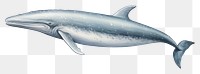 PNG Whale dolphin animal mammal.