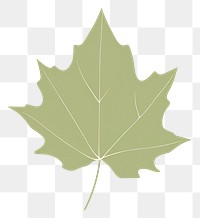 PNG Maple plant leaf pattern.