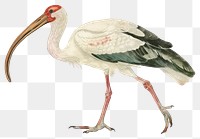 PNG Animal stork bird beak.
