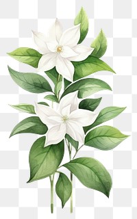 PNG Cute watercolor illustration of a Jasmine flower minimal plant petal white.