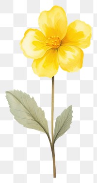 PNG Cute watercolor illustration of a Primrose flower minimal daffodil blossom petal.
