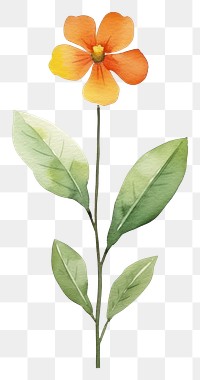 PNG Cute watercolor illustration of a Wallflower petal plant leaf.