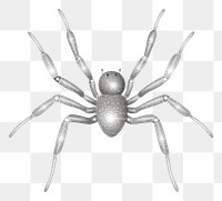 PNG Silver color spider icon arachnid animal 