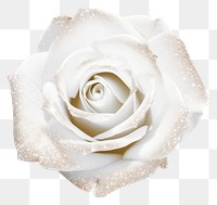 PNG White rose icon flower petal plant.