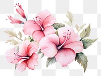 PNG Watercolor flower hibiscus blossom plant