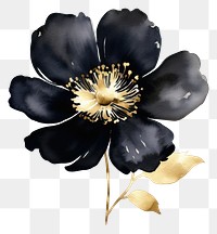 PNG Black color watercolor flower blossom petal plant.