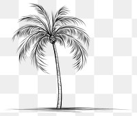 PNG Palm tree sketch drawing plant
