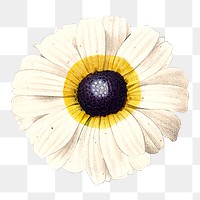 White flower png vintage digital art illustration, transparent background
