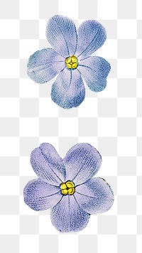 Blue flower png digital art illustration, transparent background