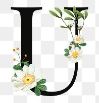 PNG floral letter U digital art illustration, transparent background