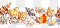 PNG Many shell backgrounds seashell seafood.