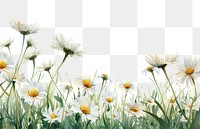 PNG Daisy daisy backgrounds outdoors.