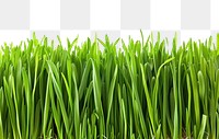 PNG Grass backgrounds nature plant.