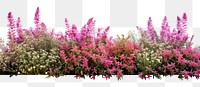 PNG Flower bushes nature border outdoors blossom plant.